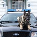 dog on police car