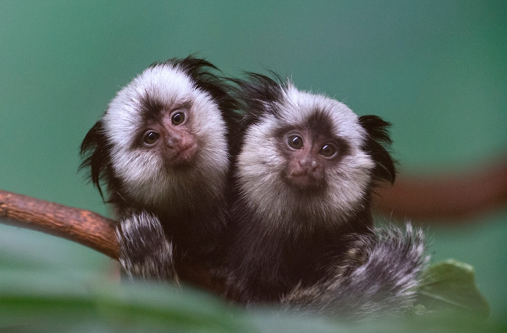 Geoffroys marmosets(twins)