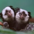Geoffroys marmosets(twins)