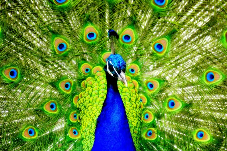 beautiful_peacock.jpg