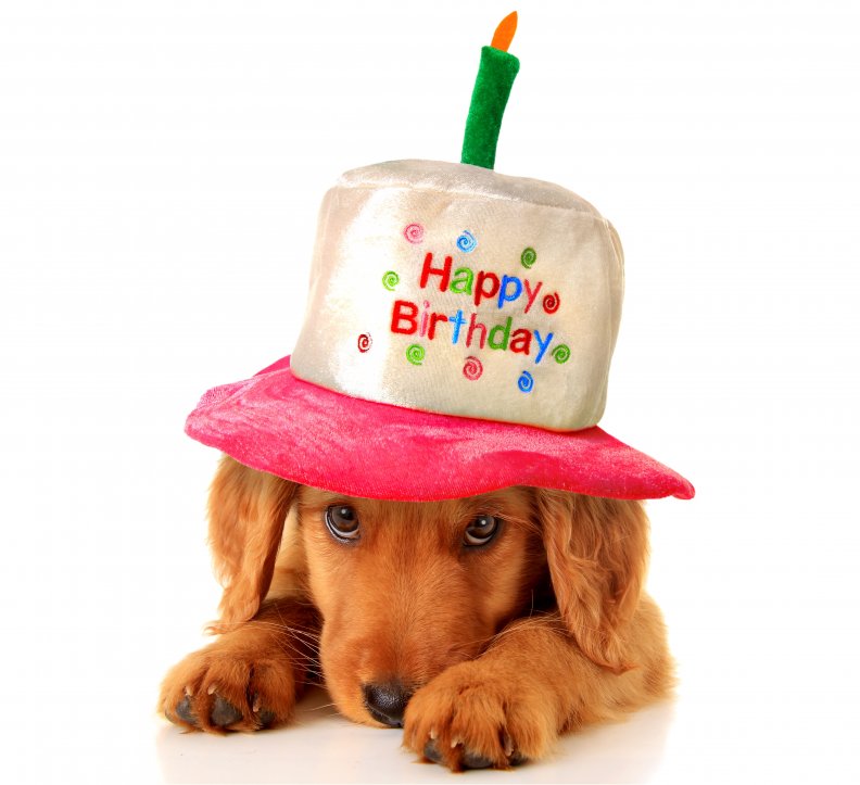 birthday_dog.jpg