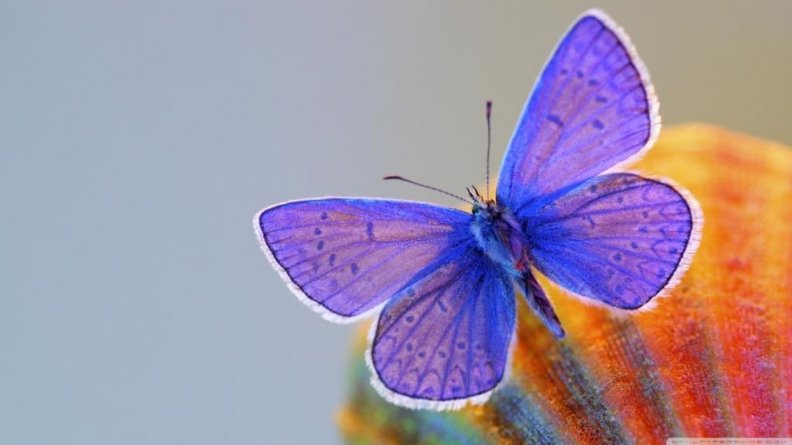 purple_butterfly.jpg