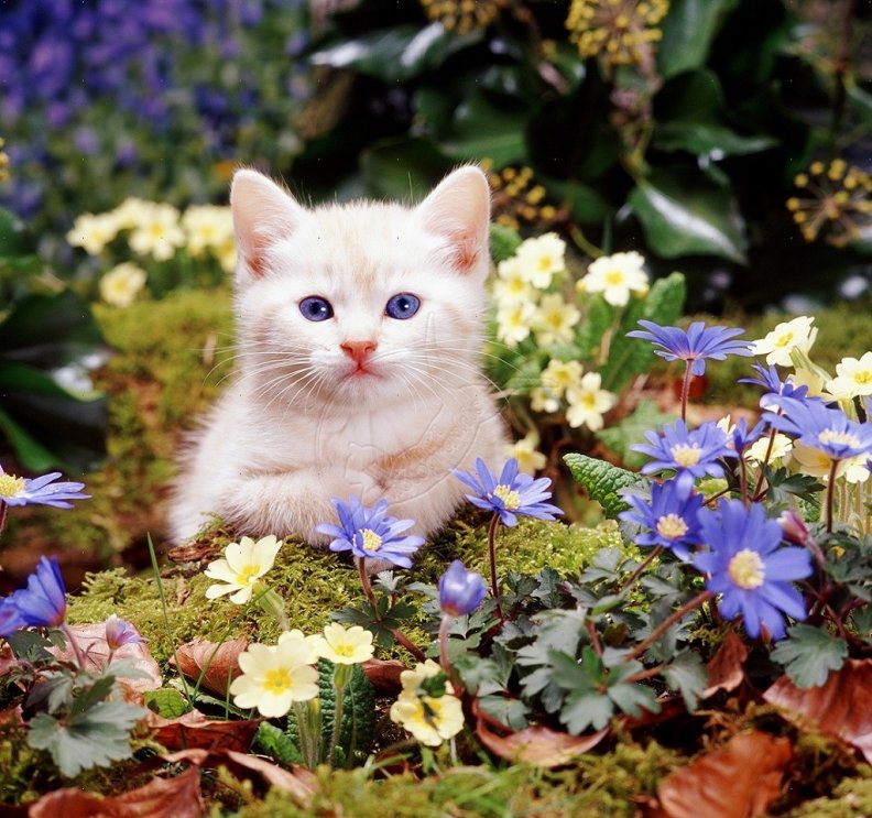 burmese_kitten_among_woodland_flowers.jpg