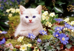 Burmese kitten among woodland flowers