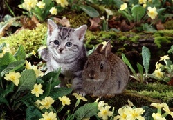 Kitten and bunny among primroses