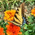OLD WORLD SWALLOWTAIL BUTTERFLY