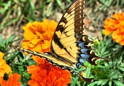 OLD WORLD SWALLOWTAIL BUTTERFLY