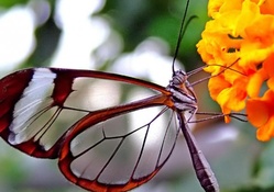 Transparent Butterfly