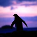 Penguin at dawn