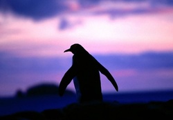 Penguin at dawn