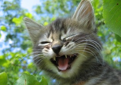 Cute Laughing Cat :)