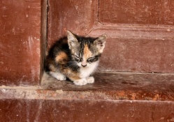 Stray Calico Kitten