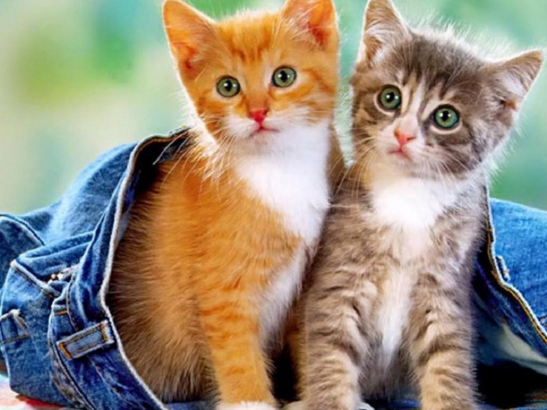 cute_kittens.jpg