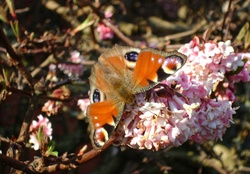 butterfly in march
