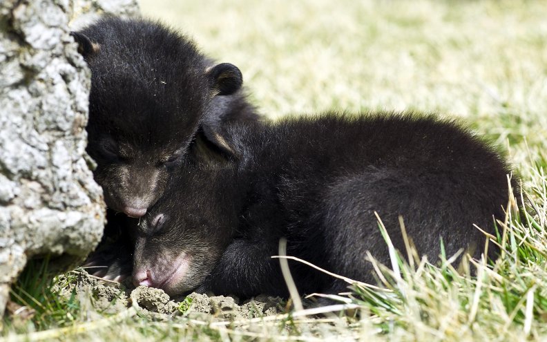 Cute bears cubs