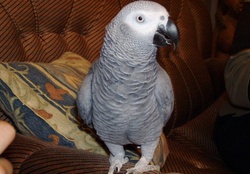  African grey parrot