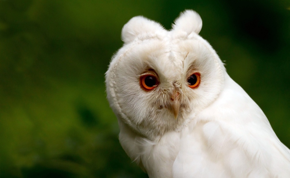 Cute owl