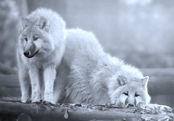 White wolfs