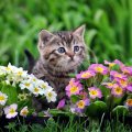 kitty in the spring garden