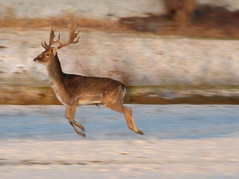 running_deer.jpg