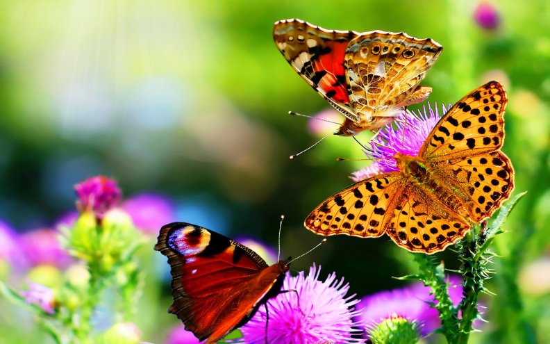 beautiful_butterflies_and_flowers.jpg