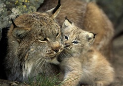 Lynx Mother and Cub
