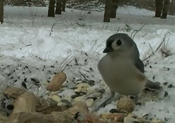 bird eating in snow