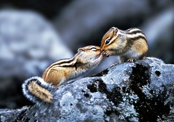 Kissing Chipmunks
