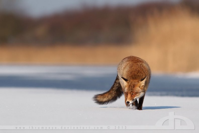fox_on_the_ice.jpg