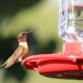 Hummingbird Having A Drink