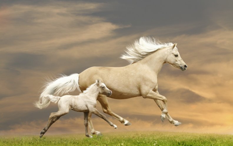 horses.jpg