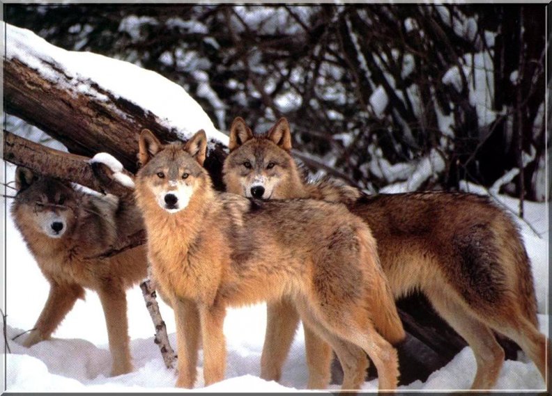 red_wolves_in_snow.jpg