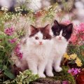 kittens among spring flowers
