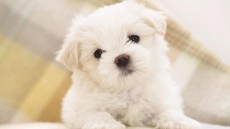 white_fluffy_puppy.jpg