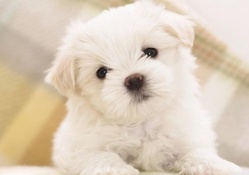 White fluffy puppy