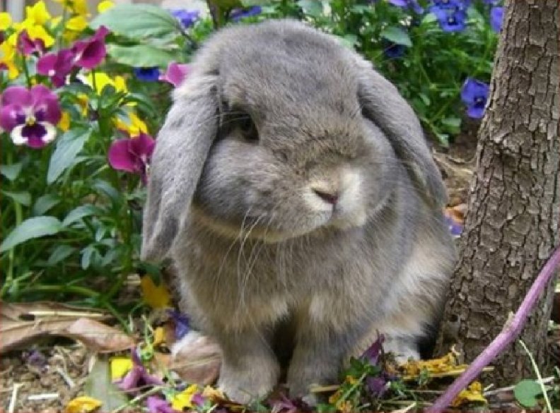 cute_bunny_in_a_garden.jpg