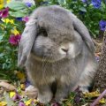 cute bunny in a garden