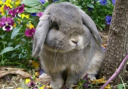 cute bunny in a garden
