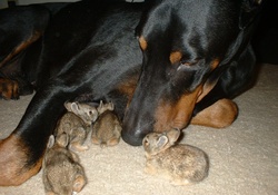 dobermann and baby bunnies