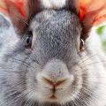 bunny face