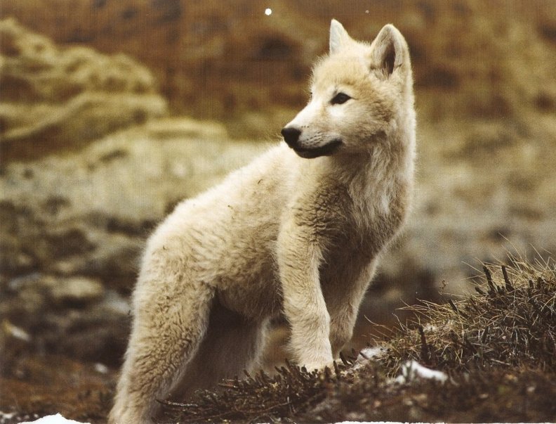 Cute little White Wolf