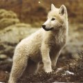 Cute little White Wolf