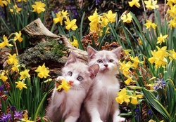 ♥ Kittens among daffodils ♥