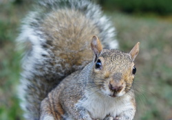 Nosy gray squirrel