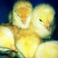 Little chicks