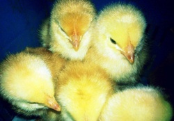 Little chicks