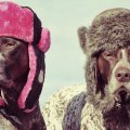 russian dogs