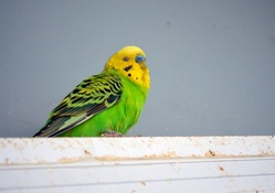 HANDSOME MALE BUDGIE