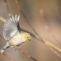American Goldfinch in flight.