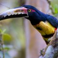 Collared Aracari Tropical Bird
